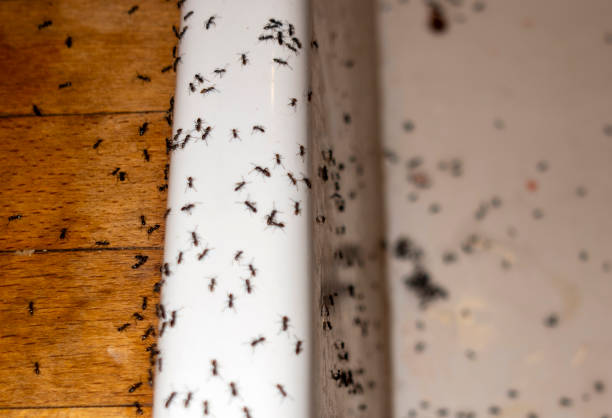 Best Mosquito Control Services  in Burlington, NC