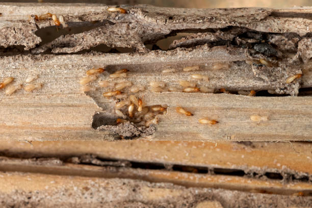 Best Wasp Removal Services  in Burlington, NC