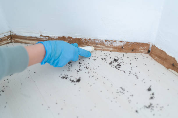 Best Wasp Removal Services  in Burlington, NC